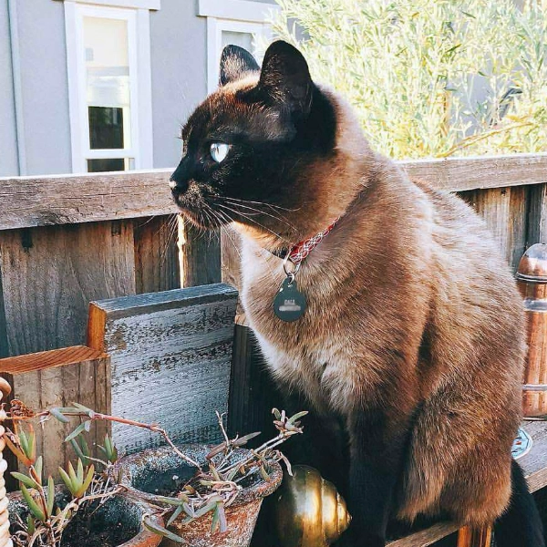 Image of a cat on a fence.