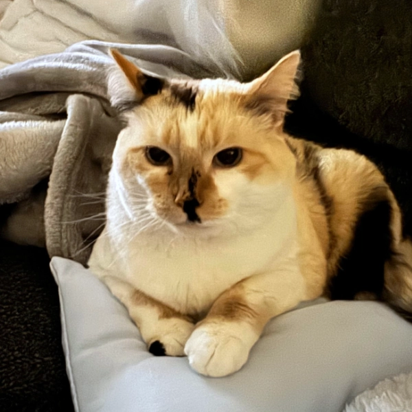 Image of a cat on a sofa.