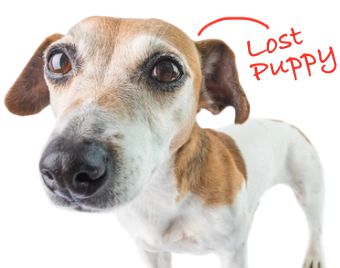 Sad looking dog with Lost Puppy written next to it.